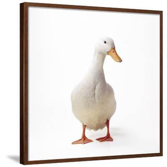 Aylesbury Duck Domestic, Framed Art Print Wall Art Sold by Art.Com