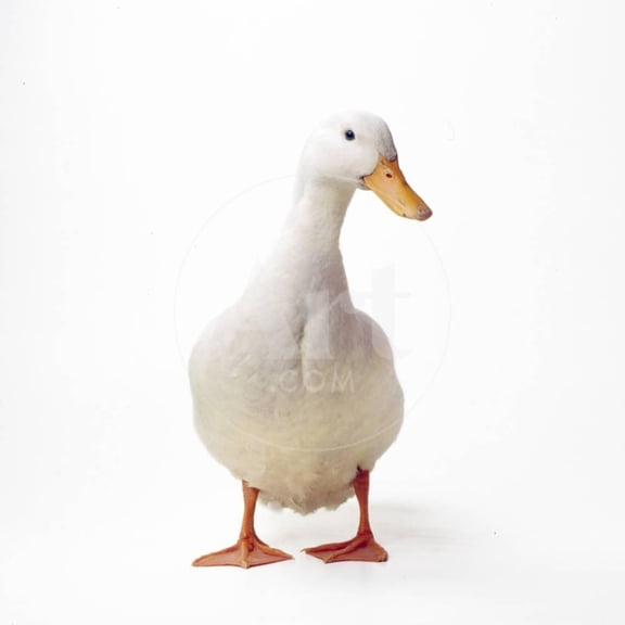 Aylesbury Duck Domestic, Unframed Photographic Print Wall Art Sold by Art.Com