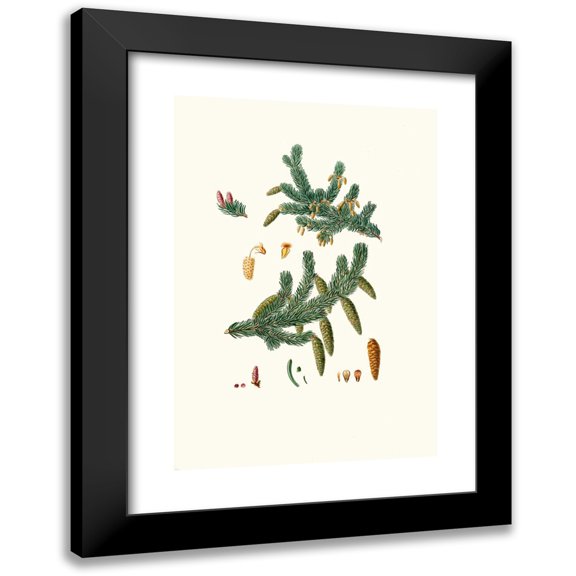 Aylmer Bourke Lambert 11x14 Black Modern Framed Museum Art Print Titled - Pinus Alba - Whit Spruce Fir (1837)