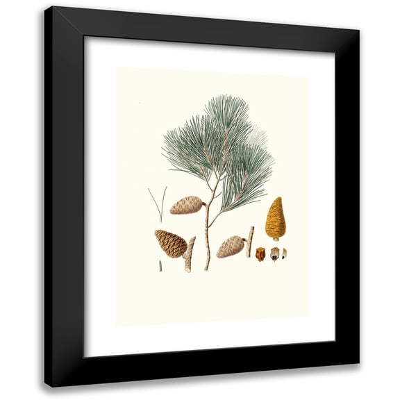 Aylmer Bourke Lambert 11x14 Black Modern Framed Museum Art Print Titled - Pinus Maritima - Maritime Pine (1837)