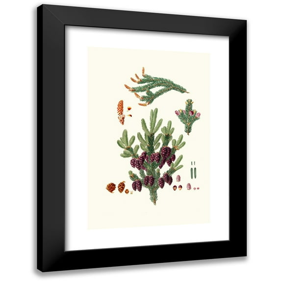 Aylmer Bourke Lambert 11x14 Black Modern Framed Museum Art Print Titled - Pinus Nigra - Black Spruce Pine (1837)