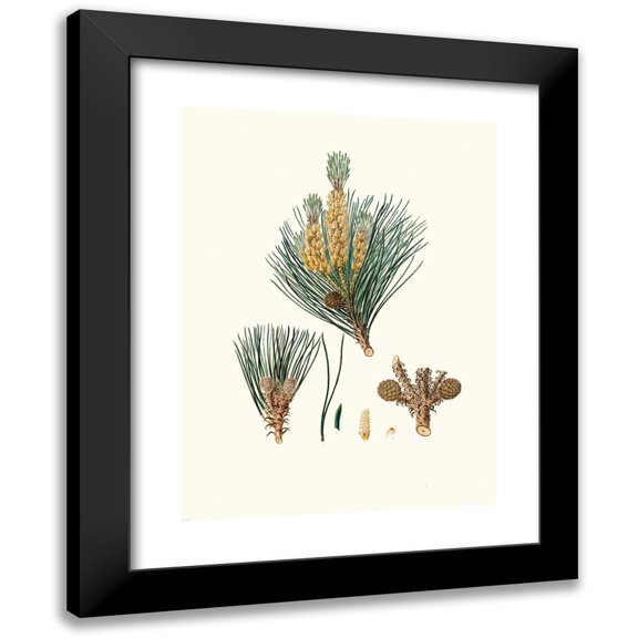 Aylmer Bourke Lambert 11x14 Black Modern Framed Museum Art Print Titled - Pinus Pinea - the Stone Pine (1837)