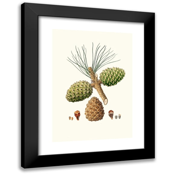 Aylmer Bourke Lambert 11x14 Black Modern Framed Museum Art Print Titled - Pinus Pinea - the Stone Pine. (1837)