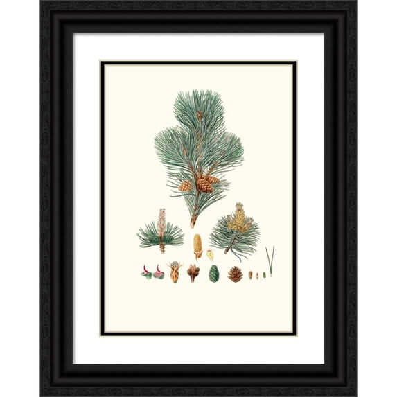 Aylmer Bourke Lambert 11x14 Black Ornate Wood Framed Double Matted Museum Art Print Titled: Pinus Pumilio - the Mugho, or Mountain Pine. (1837)