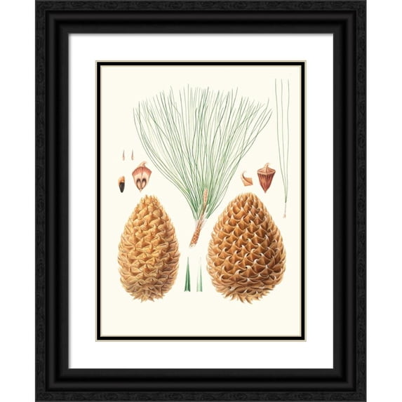 Aylmer Bourke Lambert 11x14 Black Ornate Wood Framed Double Matted Museum Art Print Titled: Pinus Sabiniana - Great Prickly-Coned Pine. (Digger Pine) (1837)