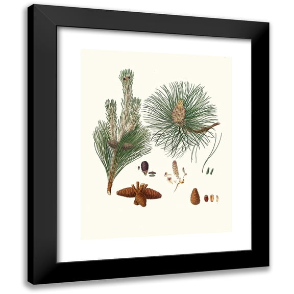 Aylmer Bourke Lambert 12x14 Black Modern Framed Museum Art Print Titled - Resinosa Pinus - Pitch Pine (1837)