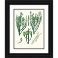 thumbnail image 1 of Aylmer Bourke Lambert 12x14 Black Ornate Wood Framed Double Matted Museum Art Print Titled: Araucaria Cunninghamii - Moreton Bay Pine. (1837), 1 of 5