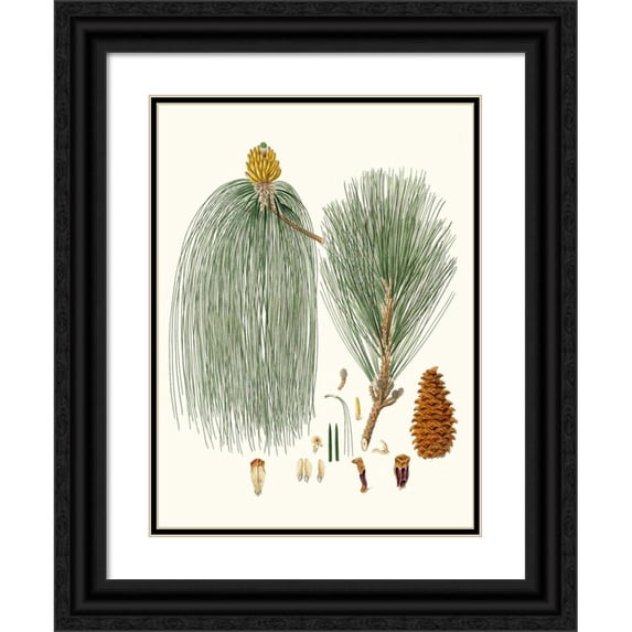 Aylmer Bourke Lambert 12x14 Black Ornate Wood Framed Double Matted Museum Art Print Titled: Pinus Longifolia - Long-Leaved Indian Pine (1837)