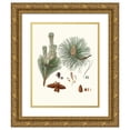 thumbnail image 1 of Aylmer Bourke Lambert 12x14 Gold Ornate Wood Frame and Double Matted Museum Art Print Titled - Resinosa Pinus - Pitch Pine (1837), 1 of 4