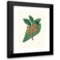 thumbnail image 1 of Aylmer Bourke Lambert 14x18 Black Modern Framed Museum Art Print Titled - Quercus Grandifolia - Magnolia-Leaved Oak. (1837), 1 of 5