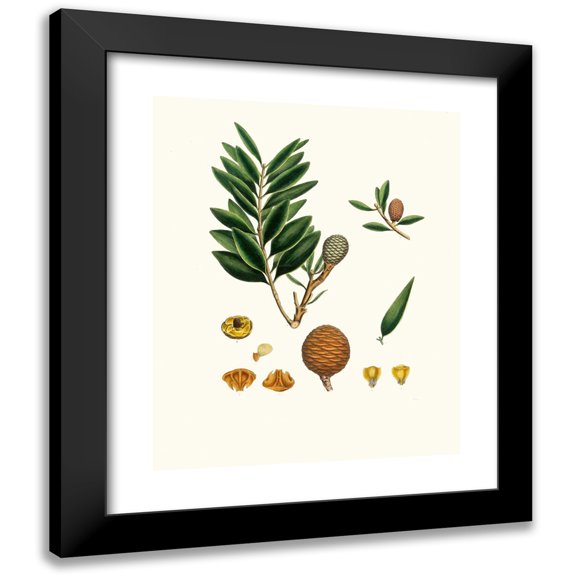 Aylmer Bourke Lambert 15x18 Black Modern Framed Museum Art Print Titled - Doming Orientalis - Amboyna Pitch Tree (1837)