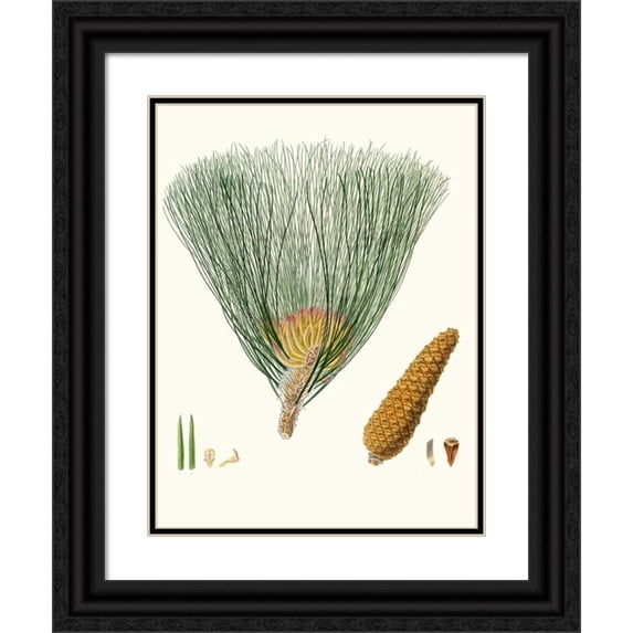 Aylmer Bourke Lambert 15x18 Black Ornate Wood Framed Double Matted Museum Art Print Titled - Pinus Palustris - Swamp Pine (1837)
