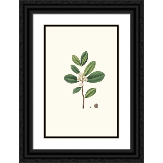 Aylmer Bourke Lambert 17x24 Black Ornate Framed Double Matted Museum Art Print Titled: Ilex Paraguensis (Miniatute Branch with White Flowers) (1837)
