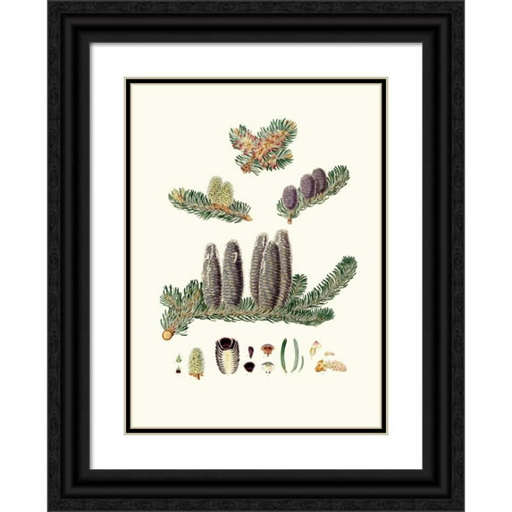 Aylmer Bourke Lambert 18x24 Black Ornate Framed Double Matted Museum Art Print Titled: Pinus Balsamea - Balm of Gilead Fir (1837)