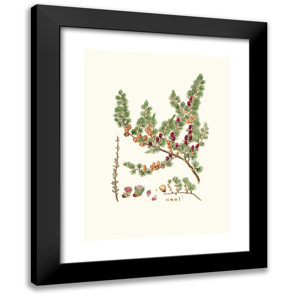 Aylmer Bourke Lambert 19x24 Black Modern Framed Museum Art Print Titled ...