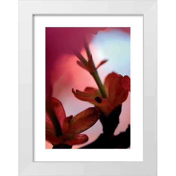 Ayrault, Marc 12x14 White Modern Wood Framed Museum Art Print Titled - Prunus 3