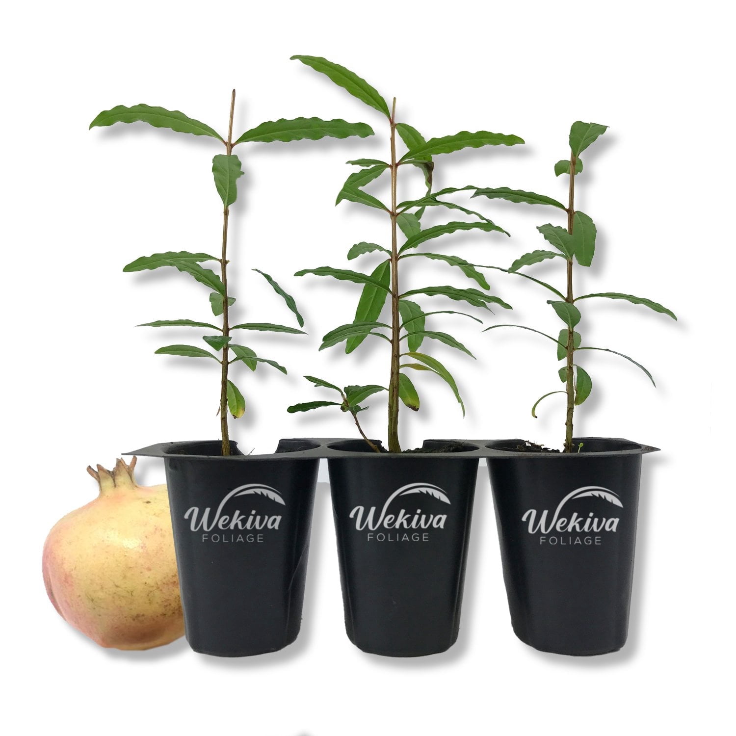 Azadi Pomegranate Tree - 3 Live Tissue Culture Starter Plants - Edible Fruit Bearing Tree for The Patio and Garden