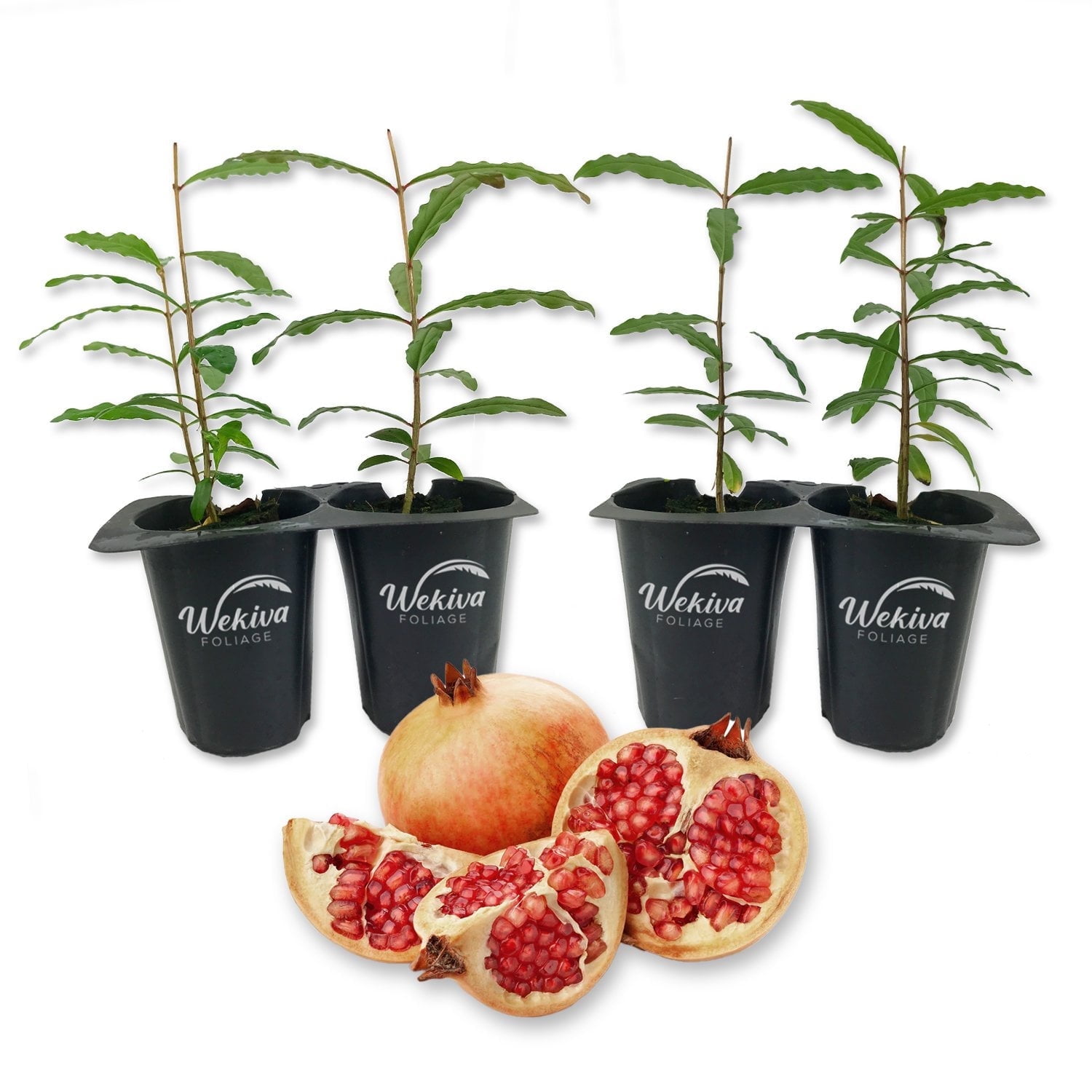Azadi Pomegranate Tree - 4 Live Starter Plants - Edible Fruit Bearing Tree for The Patio and Garden