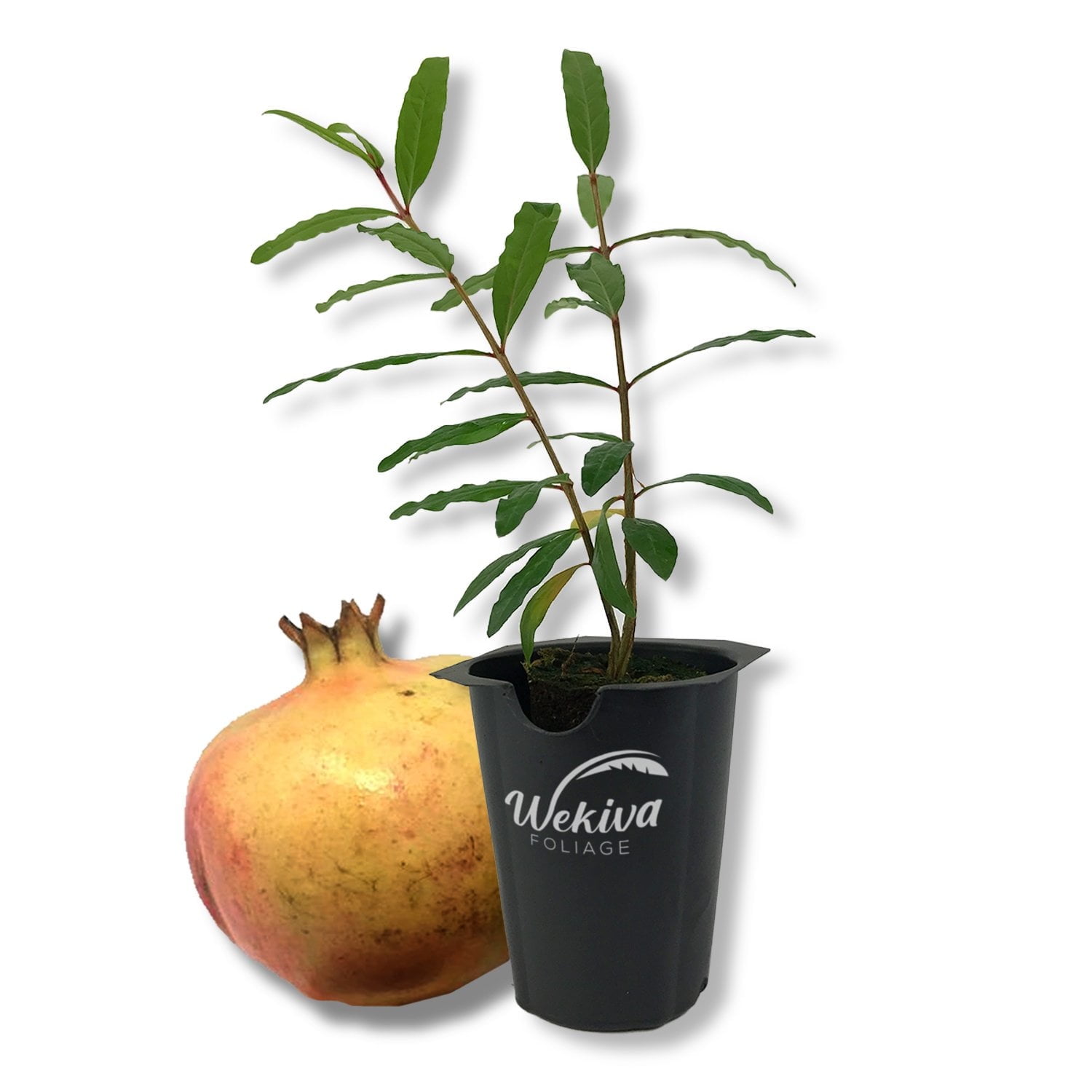 Azadi Pomegranate Tree - Live Plant in a 2 Inch Growers Pot - Punica Granatum - Edible Fruit Bearing Tree for The Patio and Garden