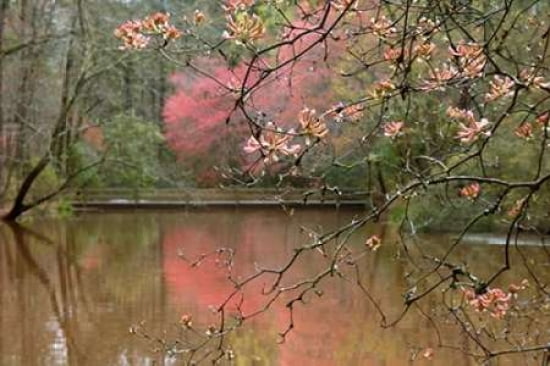Azalea Branches in Spring Canvas Art - Danita Delimont (12 x 18)