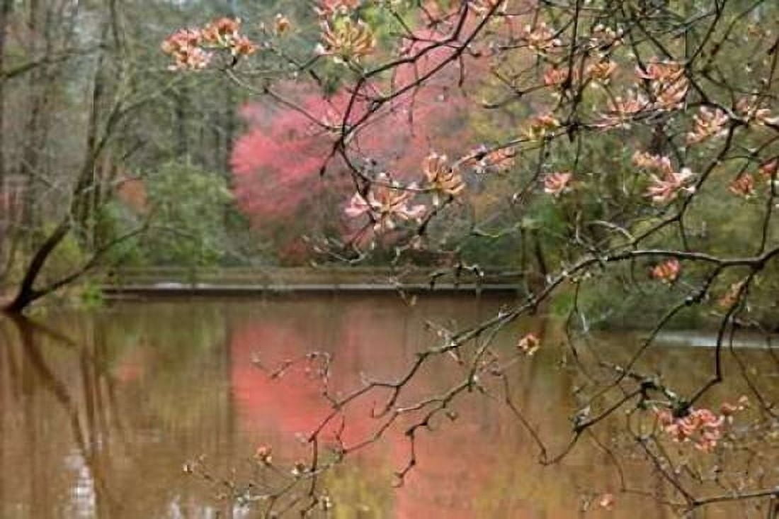 Azalea Branches in Spring Canvas Art - Danita Delimont (24 x 36)