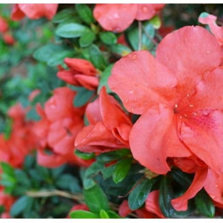 Azalea Coronado Red - 3 Live Plants - Red Flowering Rhododendron Shrub