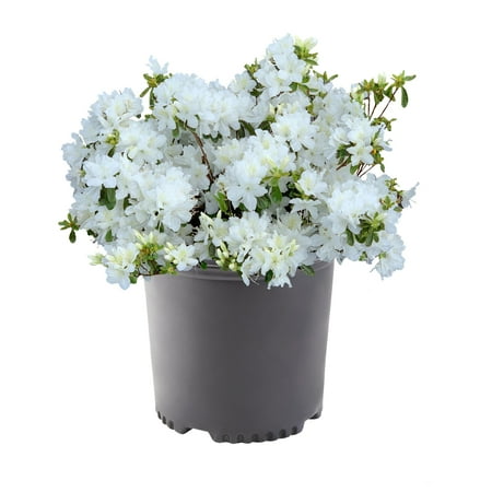 Azalea Delaware Valley Live Shrub