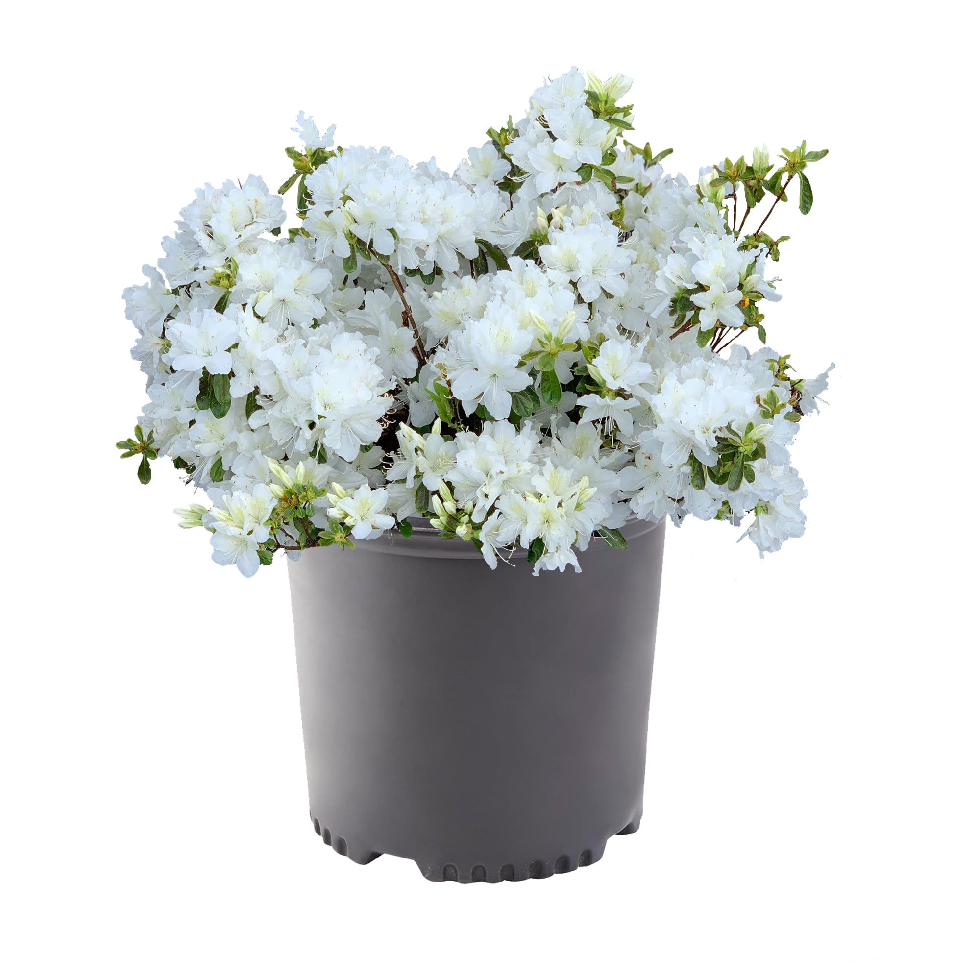 Delaware Valley White Azalea Shrub with Green Foliage, 1 Gallon Container