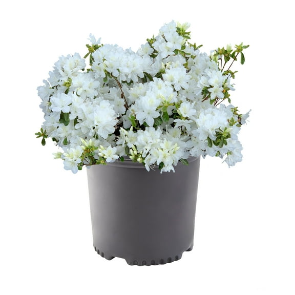 Expert Gardener Azalea Delaware Valley White Live Shrubs with White Blooms and Rich Green Foliage