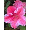thumbnail image 1 of Azalea Dogwood - 20 Live Plants - Pink and Red Flowering Rhododendron, 1 of 6