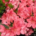 thumbnail image 1 of Azalea Duc De Rohan Plants  3 Live Seedlings  Rhododendron Duc De Rohan  Perfect for Colorful Hardy Gardens  Vibrant Salmon-Pink Colored Blooms, 1 of 7