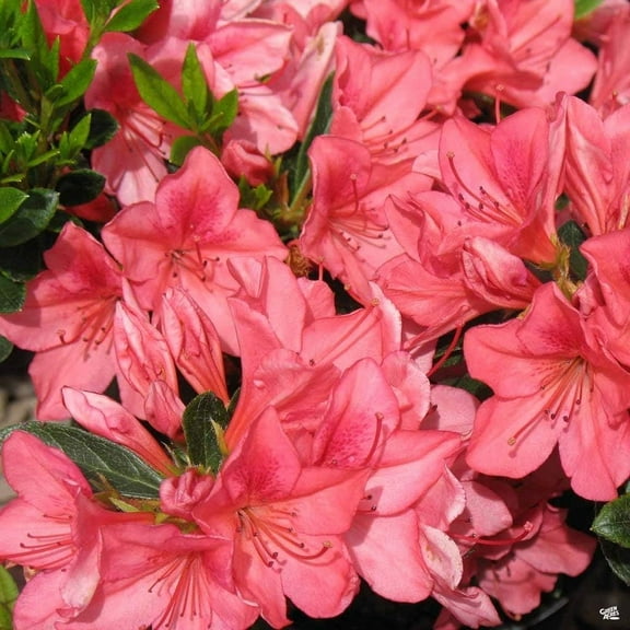 Azalea Duc De Rohan Plants 3 Live Seedlings Rhododendron Duc De Rohan Perfect for Colorful Hardy Gardens Vibrant Salmon-Pink Colored Blooms