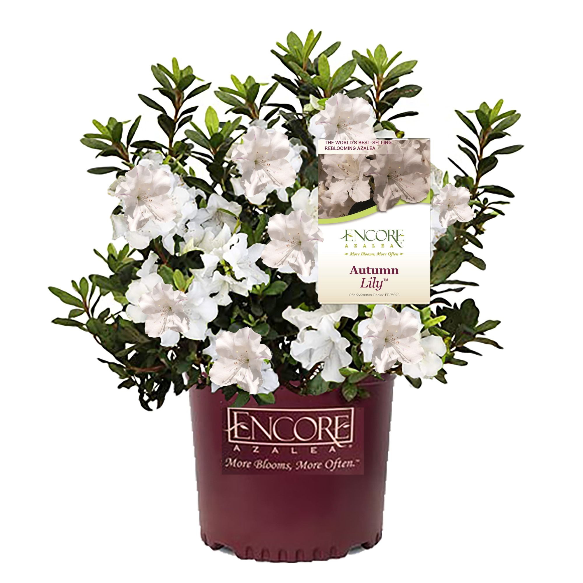 Azalea Encore Autumn Lily Live Shrubs (2 Gallon)