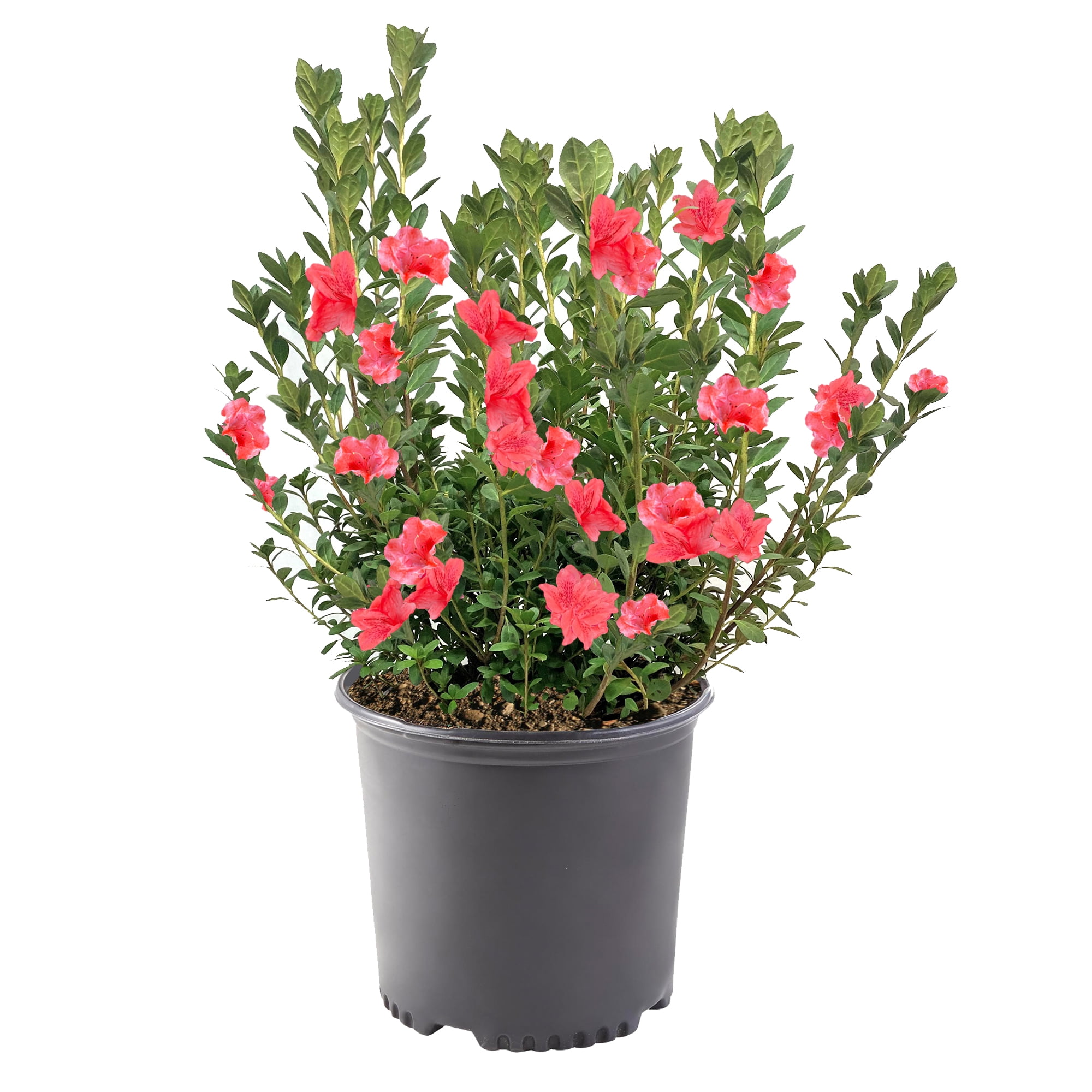1 Gallon Salmon Orange Azalea Shrub with Green Foliage