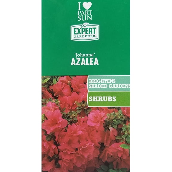 Azalea Flowering