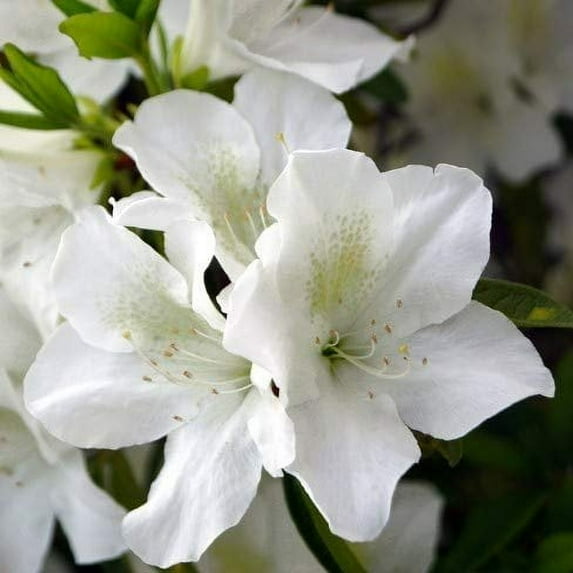 Azalea GG Gerbing - 3 Live Plants - White Flowering Rhododendron