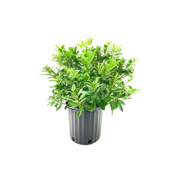 Azalea George Tabor  1 Extra Large 3 Gallon Plant  Elegant & Fragrant Lavender Blooms, Versatile & Hardy Shrub for Indoors/Outdoors, Ideal for Gardens, Landscapes, & Decor, Low Maintenance