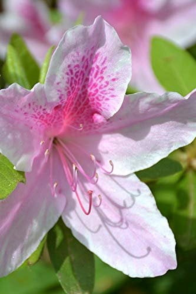 Azalea George Tabor - 3 Live Plants - Light Orchid/White Flowering ...