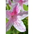 thumbnail image 1 of Azalea George Tabor - 40 Live Plants - Light Orchid/White Flowering Rhododendron, 1 of 9