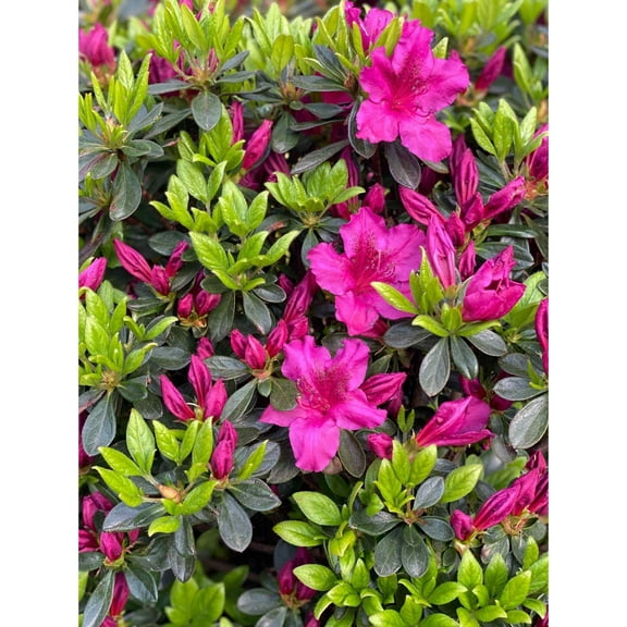 Azalea 'Girard's Fuchsia'-Evergreen Shrub-Vibrant Blooms 3 Gallon