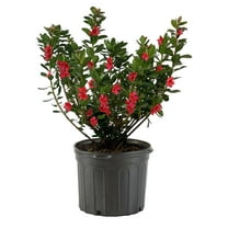 Expert Gardener Azalea Midnight Flare Live Shrubs with Red Blooms and Rich Green Foliage