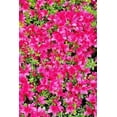 thumbnail image 1 of Azalea Notebook (Paperback), 1 of 1
