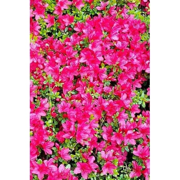 Azalea Notebook (Paperback)
