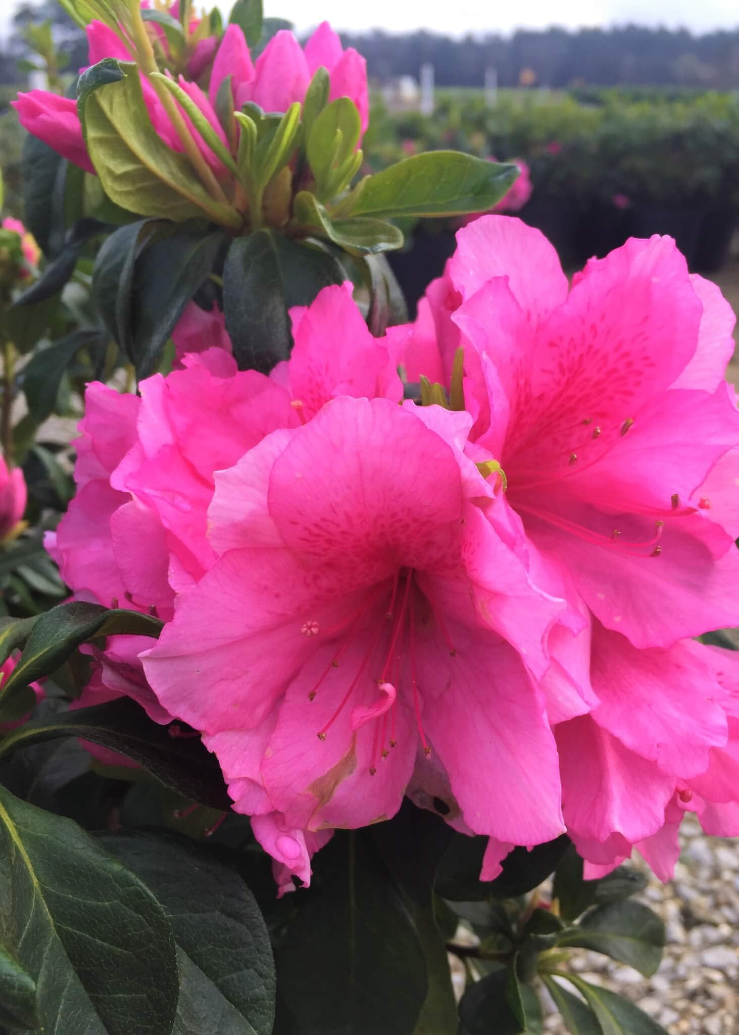 Azalea Pink Ruffle - 3 Live Plants - Pink Flowering Rhododendron Shrub ...