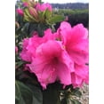 thumbnail image 1 of Azalea Pink Ruffle - 30 Live Plants - Pink Flowering Rhododendron Shrub, 1 of 6