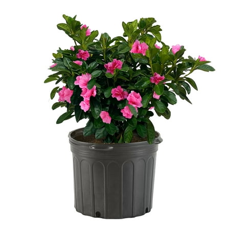 Azalea, Pink Ruffle Live Shrub (2.25 Gallon)