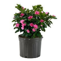 Azalea, Pink Ruffle Live Shrub (2.25 Gallon)