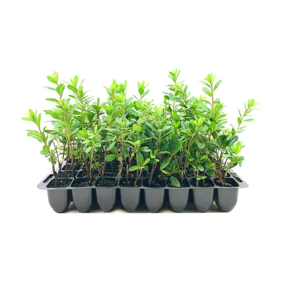 Azalea Prize - 3 Live Plants - Pink/Red Flowering Rhododendron Shrub