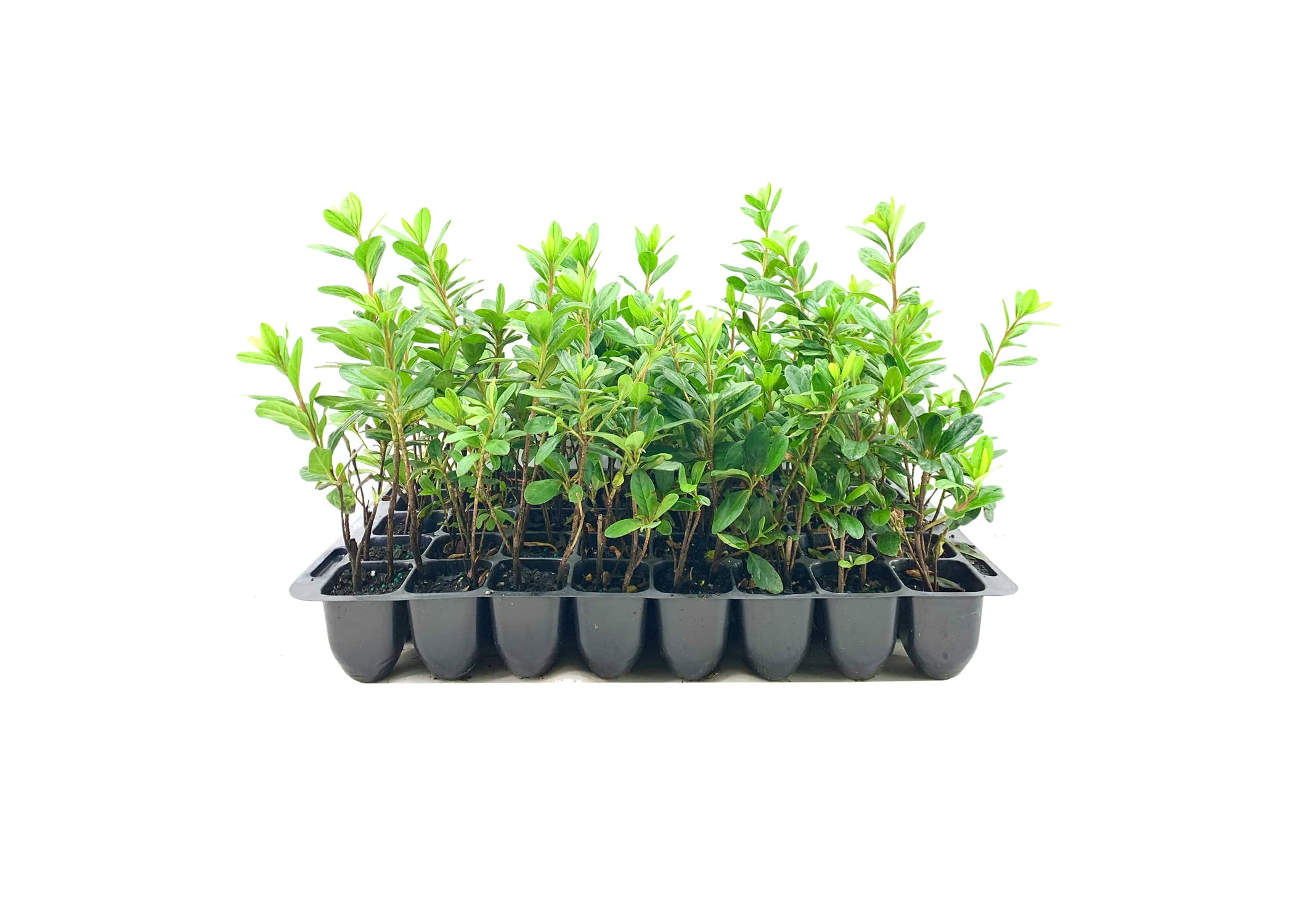 Azalea Prize - 40 Live Plants - Pink/Red Flowering Rhododendron Shrub ...