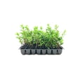 thumbnail image 1 of Azalea Prize - 40 Live Plants - Pink/Red Flowering Rhododendron Shrub, 1 of 6